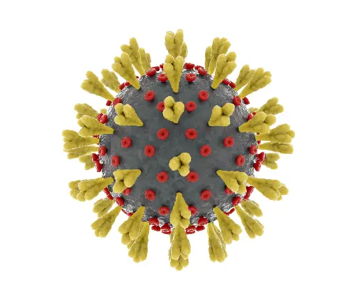 [A010503] Adenovirus Type 4 Hexon